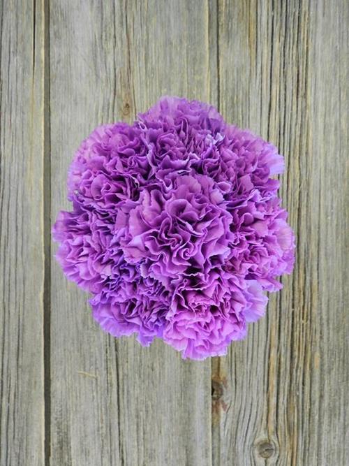 MOONLITE PURPLE CARNATIONS